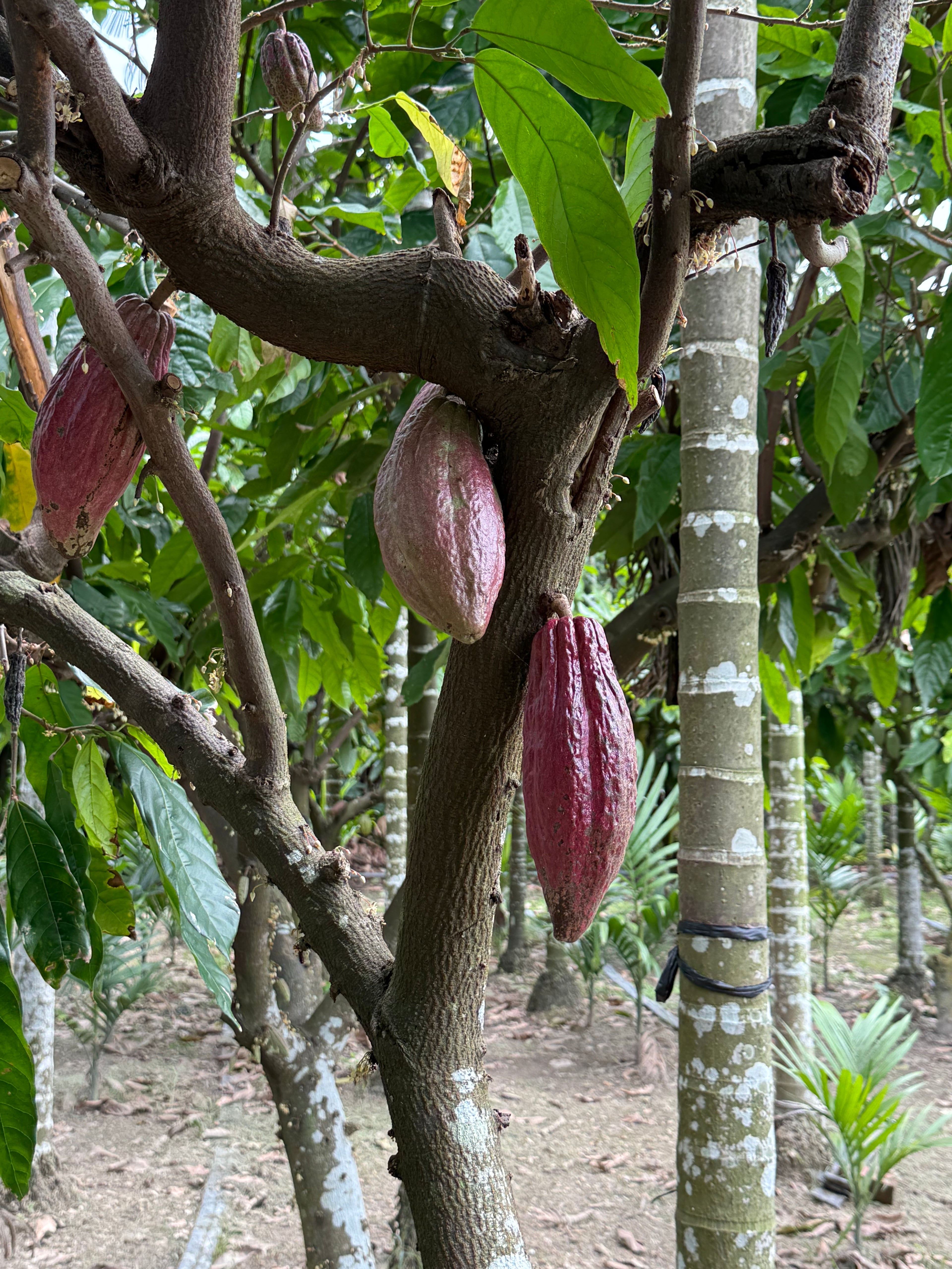 88% Single Estate Dark Chocolate Pingtung County, Taiwan